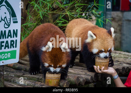 Bogor, Indonesien - Dezember 22, 2018: Zwei rote Pandas aus Bogor Safari Park, die speziell aus China gebracht werden, genießen das Essen von v Stockfoto