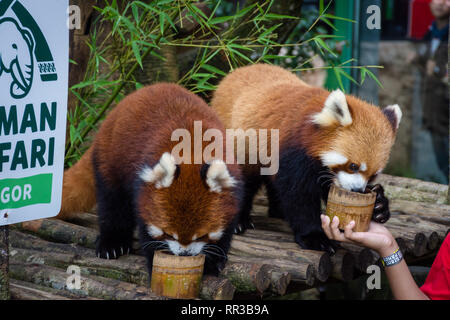 Bogor, Indonesien - Dezember 22, 2018: Zwei rote Pandas aus Bogor Safari Park, die speziell aus China gebracht werden, genießen das Essen von v Stockfoto