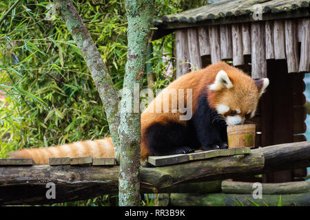 Bogor, Indonesien - Dezember 22, 2018: Roter Panda von Bogor Safari Park, speziell aus China, genießt das Essen von Besuchern zur Verfügung gestellt. Stockfoto