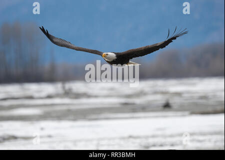 Nach Adler über den Chilkat River in der Nähe von haines Alaska fliegen Stockfoto