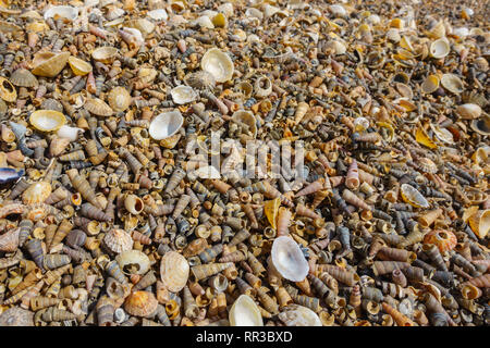 Unzählige Schalen gewaschen bis auf einem Strand, Solway Firth, Dumfries and Galloway, Schottland Stockfoto