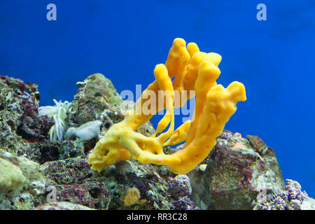 Coral, (Ramaria Stricta), Aquarium, Baska Insel Krk, Kroatien, Kvarner Bucht, Adria, Kroatien Stockfoto