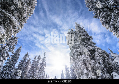 Puchberg am Schneeberg: Schnee bedeckt Fichte, Nadelbaum in Wiener Alpen, Alpen, Niederösterreich, Lower Austria, Austria Stockfoto