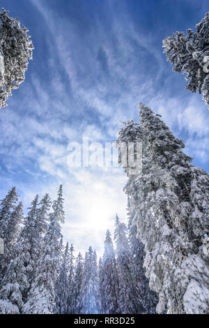 Puchberg am Schneeberg: Schnee bedeckt Fichte, Nadelbaum in Wiener Alpen, Alpen, Niederösterreich, Lower Austria, Austria Stockfoto