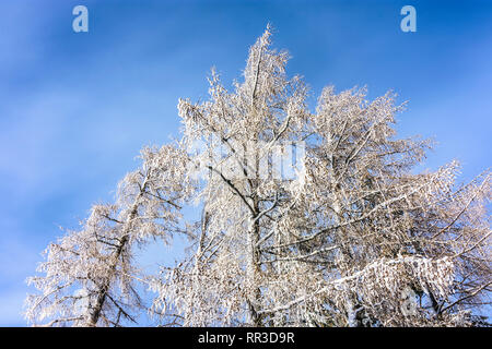 Puchberg am Schneeberg: Schnee bedeckt Blatt Baum in Wiener Alpen, Alpen, Niederösterreich, Lower Austria, Austria Stockfoto