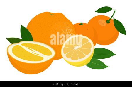 Mandarinen, Mandarine, Clementine, Orange, Zitrone mit Blättern auf weißem Hintergrund. Zitrusfrüchte. Vector Illustration Stock Vektor