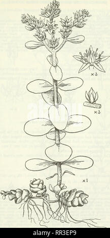 . Ein Konto der Gattung Sedum wie in Anbau gefunden. Sedum; Crassulaceae. Abb. 112.-S. proponticum Aznavour.. Bitte beachten Sie, dass diese Bilder sind von der gescannten Seite Bilder, die digital für die Lesbarkeit verbessert haben mögen - Färbung und Aussehen dieser Abbildungen können nicht perfekt dem Original ähneln. extrahiert. Praeger, R. Lloyd (Robert Lloyd), 1865-1953. Lehre [Ger. ] J. Cramer; New York, Stechert-Hafner Service Agentur Stockfoto