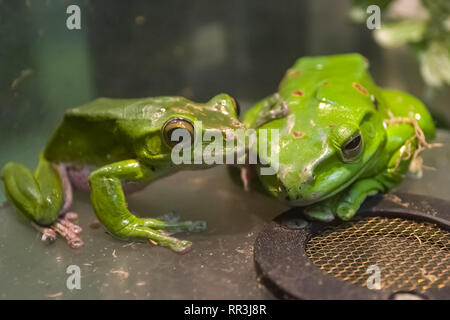 Green Tree Frog zwei Stücke. Green Tree Frog zwei Stücke. Stockfoto