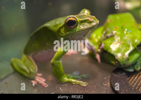 Green Tree Frog zwei Stücke. Green Tree Frog zwei Stücke. Stockfoto
