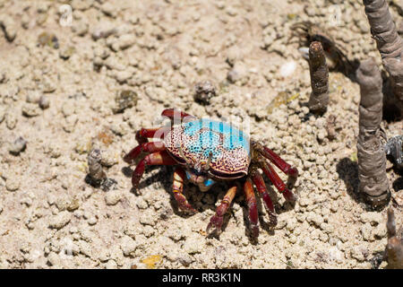 Fiddler Crab" (Uca tetragonon) ohne ausgewachsene Krallen in eine Mangrove fotografiert Sumpf, Seychellen, Curieuse Island im September Stockfoto