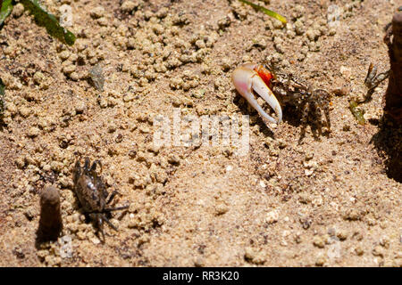 Fiddler Crab" (Uca tetragonon) Mann in einer Mangrove fotografiert Sumpf, Seychellen, Curieuse Island im September Stockfoto