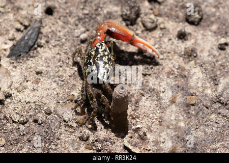 Fiddler Crab" (Uca tetragonon) Mann in einer Mangrove fotografiert Sumpf, Seychellen, Curieuse Island im September Stockfoto