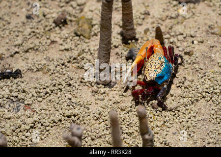 Fiddler Crab" (Uca tetragonon) Mann in einer Mangrove fotografiert Sumpf, Seychellen, Curieuse Island im September Stockfoto