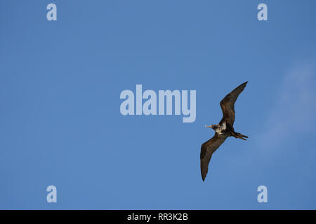 Weniger Frigate (fregata Ariel) im Flug gegen den blauen Himmel auf Aride, Insel, Seychellen im September Stockfoto