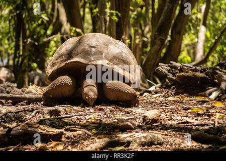 Die Riesenschildkröte (Aldabrachelys gigantea), von den Inseln der Aldabra Atoll auf den Seychellen, ist einer der grössten Schildkröten im w Stockfoto