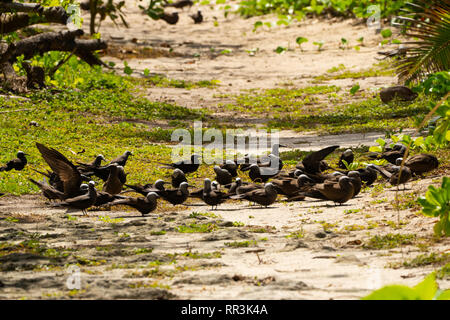 Herde von geringerem Noddy (Anous Tenuirostris), auf Bird Island, Seychellen im September fotografiert. Stockfoto