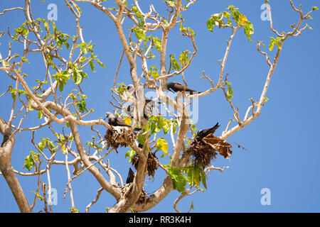 Weniger Noddy (Anous Tenuirostris) Nesting, fotografiert auf Bird Island, Seychellen im September Stockfoto