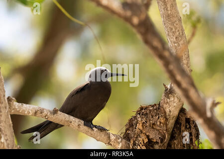 Weniger Noddy (Anous Tenuirostris), auf Bird Island, Seychellen im September fotografiert. Stockfoto