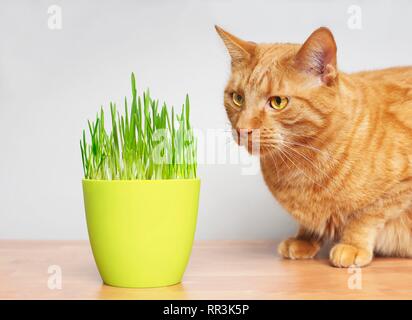 Cute ginger Cat suchen neugierig auf einen Topf mit cat Grass. Stockfoto