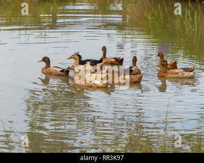 Enten in einem Teich. In Neuseeland Südinsel im März fotografiert. Stockfoto