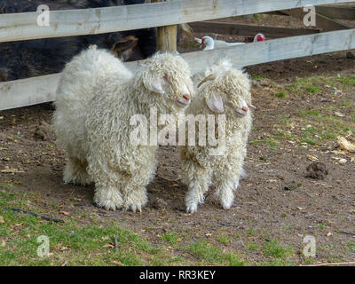 Lange schröpfen Rasse der Schafe. Auf South Island, Neuseeland fotografiert. Stockfoto