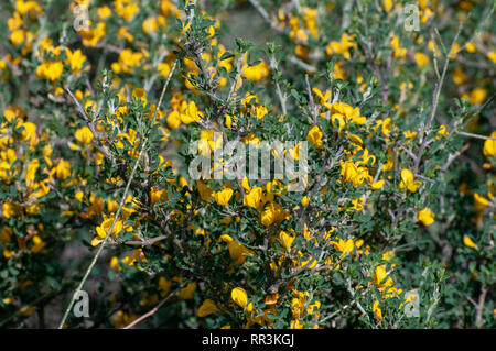 Calicotome villosa, auch als behaart und stacheligen dornigen Besen Besen bekannt, ist eine kleine strauchigen Baum aus dem östlichen Mittelmeerraum. Fotografiert. Stockfoto