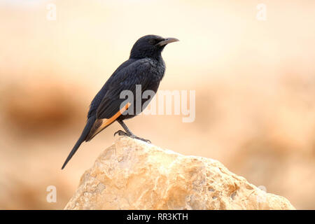 Männliche Tristram's Starling oder Tristram Grackle (Onychognathus tristramii's). In Israel, dem Toten Meer fotografiert, im März Stockfoto