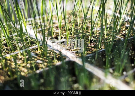 Fächer der jungen grünen Porree Sämlinge bereit für das Umpflanzen in einen landwirtschaftlichen Bereich oder Tunnel in einem Konzept der Landwirtschaft und der Nahrungsmittelproduktion in einem Clos Stockfoto