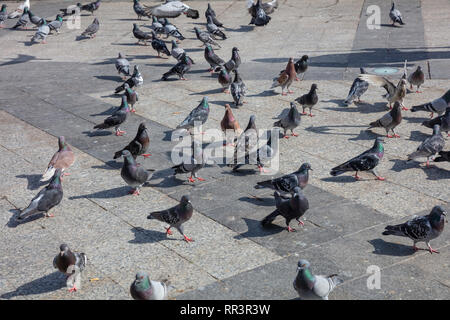 Viele Tauben auf der Suche nach Nahrung in einem gepflasterten Platz, Athen Griechenland, Stadtzentrum Stockfoto