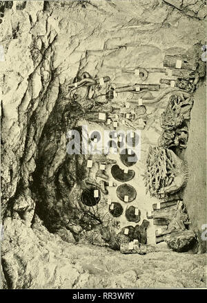 . Acta horti bergiani: Meddelanden från Kongl. Svenska Vetenskaps-Akademiens Bergielund Trädgård. Botanik. . Bitte beachten Sie, dass diese Bilder sind von der gescannten Seite Bilder, die digital für die Lesbarkeit verbessert haben mögen - Färbung und Aussehen dieser Abbildungen können nicht perfekt dem Original ähneln. extrahiert. Bergianska stiftelsen; Kungl. Svenska vetenskapsakademien. Bergielund Trädgård. Stockholm: Bergianska Stiftelsen Stockfoto