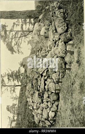 . Acta horti bergiani: Meddelanden från Kongl. Svenska Vetenskaps-Akademiens Bergielund Trädgård. Botanik. . Bitte beachten Sie, dass diese Bilder sind von der gescannten Seite Bilder, die digital für die Lesbarkeit verbessert haben mögen - Färbung und Aussehen dieser Abbildungen können nicht perfekt dem Original ähneln. extrahiert. Bergianska stiftelsen; Kungl. Svenska vetenskapsakademien. Bergielund Trädgård. Stockholm: Bergianska Stiftelsen Stockfoto