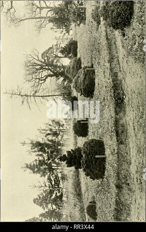 . Acta horti bergiani: Meddelanden från Kongl. Svenska Vetenskaps-Akademiens Bergielund Trädgård. Botanik. . Bitte beachten Sie, dass diese Bilder sind von der gescannten Seite Bilder, die digital für die Lesbarkeit verbessert haben mögen - Färbung und Aussehen dieser Abbildungen können nicht perfekt dem Original ähneln. extrahiert. Bergianska stiftelsen; Kungl. Svenska vetenskapsakademien. Bergielund Trädgård. Stockholm: Bergianska Stiftelsen Stockfoto