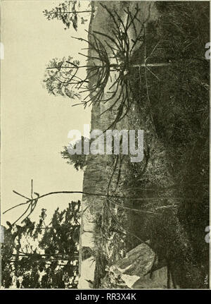 . Acta horti bergiani: Meddelanden från Kongl. Svenska Vetenskaps-Akademiens Bergielund Trädgård. Botanik. . Bitte beachten Sie, dass diese Bilder sind von der gescannten Seite Bilder, die digital für die Lesbarkeit verbessert haben mögen - Färbung und Aussehen dieser Abbildungen können nicht perfekt dem Original ähneln. extrahiert. Bergianska stiftelsen; Kungl. Svenska vetenskapsakademien. Bergielund Trädgård. Stockholm: Bergianska Stiftelsen Stockfoto