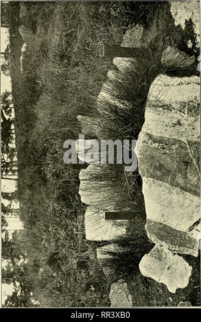 . Acta horti bergiani: Meddelanden från Kongl. Svenska Vetenskaps-Akademiens Bergielund Trädgård. Botanik. . Bitte beachten Sie, dass diese Bilder sind von der gescannten Seite Bilder, die digital für die Lesbarkeit verbessert haben mögen - Färbung und Aussehen dieser Abbildungen können nicht perfekt dem Original ähneln. extrahiert. Bergianska stiftelsen; Kungl. Svenska vetenskapsakademien. Bergielund Trädgård. Stockholm: Bergianska Stiftelsen Stockfoto