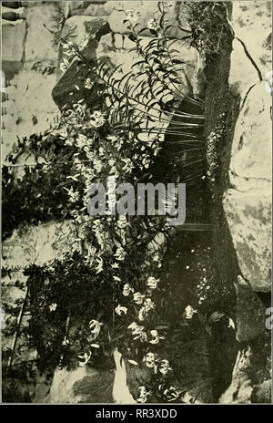 . Acta horti bergiani: Meddelanden från Kongl. Svenska Vetenskaps-Akademiens Bergielund Trädgård. Botanik. . Bitte beachten Sie, dass diese Bilder sind von der gescannten Seite Bilder, die digital für die Lesbarkeit verbessert haben mögen - Färbung und Aussehen dieser Abbildungen können nicht perfekt dem Original ähneln. extrahiert. Bergianska stiftelsen; Kungl. Svenska vetenskapsakademien. Bergielund Trädgård. Stockholm: Bergianska Stiftelsen Stockfoto