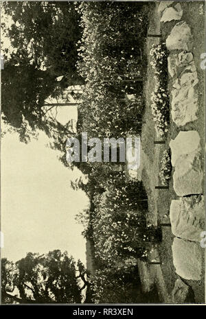 . Acta horti bergiani: Meddelanden från Kongl. Svenska Vetenskaps-Akademiens Bergielund Trädgård. Botanik. -^". Bitte beachten Sie, dass diese Bilder sind von der gescannten Seite Bilder, die digital für die Lesbarkeit verbessert haben mögen - Färbung und Aussehen dieser Abbildungen können nicht perfekt dem Original ähneln. extrahiert. Bergianska stiftelsen; Kungl. Svenska vetenskapsakademien. Bergielund Trädgård. Stockholm: Bergianska Stiftelsen Stockfoto