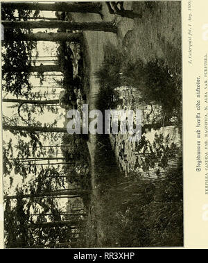 . Acta horti bergiani: Meddelanden från Kongl. Svenska Vetenskaps-Akademiens Bergielund Trädgård. Botanik. . Bitte beachten Sie, dass diese Bilder sind von der gescannten Seite Bilder, die digital für die Lesbarkeit verbessert haben mögen - Färbung und Aussehen dieser Abbildungen können nicht perfekt dem Original ähneln. extrahiert. Bergianska stiftelsen; Kungl. Svenska vetenskapsakademien. Bergielund Trädgård. Stockholm: Bergianska Stiftelsen Stockfoto