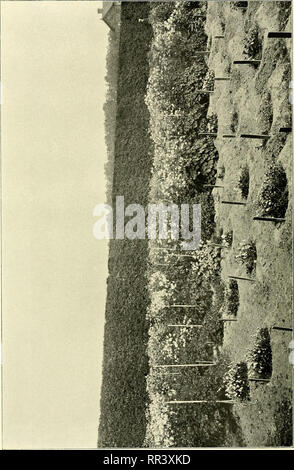 . Acta horti bergiani: Meddelanden från Kongl. Svenska Vetenskaps-Akademiens Bergielund Trädgård. Botanik. . Bitte beachten Sie, dass diese Bilder sind von der gescannten Seite Bilder, die digital für die Lesbarkeit verbessert haben mögen - Färbung und Aussehen dieser Abbildungen können nicht perfekt dem Original ähneln. extrahiert. Bergianska stiftelsen; Kungl. Svenska vetenskapsakademien. Bergielund Trädgård. Stockholm: Bergianska Stiftelsen Stockfoto