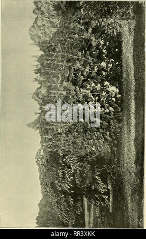 . Acta horti bergiani: Meddelanden från Kongl. Svenska Vetenskaps-Akademiens Bergielund Trädgård. Botanik. . Bitte beachten Sie, dass diese Bilder sind von der gescannten Seite Bilder, die digital für die Lesbarkeit verbessert haben mögen - Färbung und Aussehen dieser Abbildungen können nicht perfekt dem Original ähneln. extrahiert. Bergianska stiftelsen; Kungl. Svenska vetenskapsakademien. Bergielund Trädgård. Stockholm: Bergianska Stiftelsen Stockfoto