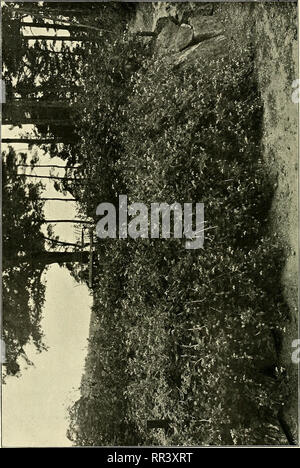 . Acta horti bergiani: Meddelanden från Kongl. Svenska Vetenskaps-Akademiens Bergielund Trädgård. Botanik. ®. Bitte beachten Sie, dass diese Bilder sind von der gescannten Seite Bilder, die digital für die Lesbarkeit verbessert haben mögen - Färbung und Aussehen dieser Abbildungen können nicht perfekt dem Original ähneln. extrahiert. Bergianska stiftelsen; Kungl. Svenska vetenskapsakademien. Bergielund Trädgård. Stockholm: Bergianska Stiftelsen Stockfoto