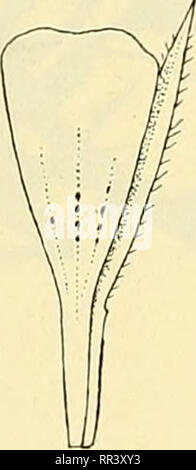 . Acta horti bergiani: Meddelanden från Kongl. Svenska Vetenskaps-Akademiens Bergielund Trädgård. Botanik. . Bitte beachten Sie, dass diese Bilder sind von der gescannten Seite Bilder, die digital für die Lesbarkeit verbessert haben mögen - Färbung und Aussehen dieser Abbildungen können nicht perfekt dem Original ähneln. extrahiert. Bergianska stiftelsen; Kungl. Svenska vetenskapsakademien. Bergielund Trädgård. Stockholm: Bergianska Stiftelsen Stockfoto