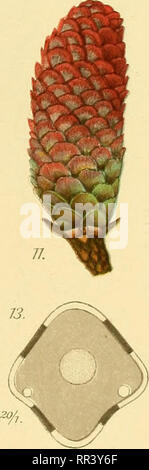 . Acta horti bergiani: Meddelanden från Kongl. Svenska Vetenskaps-Akademiens Bergielund Trädgård. Botanik. . Bitte beachten Sie, dass diese Bilder sind von der gescannten Seite Bilder, die digital für die Lesbarkeit verbessert haben mögen - Färbung und Aussehen dieser Abbildungen können nicht perfekt dem Original ähneln. extrahiert. Bergianska stiftelsen; Kungl. Svenska vetenskapsakademien. Bergielund Trädgård. Stockholm: Bergianska Stiftelsen Stockfoto