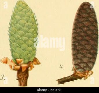 . Acta horti bergiani: Meddelanden från Kongl. Svenska Vetenskaps-Akademiens Bergielund Trädgård. Botanik. . Bitte beachten Sie, dass diese Bilder sind von der gescannten Seite Bilder, die digital für die Lesbarkeit verbessert haben mögen - Färbung und Aussehen dieser Abbildungen können nicht perfekt dem Original ähneln. extrahiert. Bergianska stiftelsen; Kungl. Svenska vetenskapsakademien. Bergielund Trädgård. Stockholm: Bergianska Stiftelsen Stockfoto