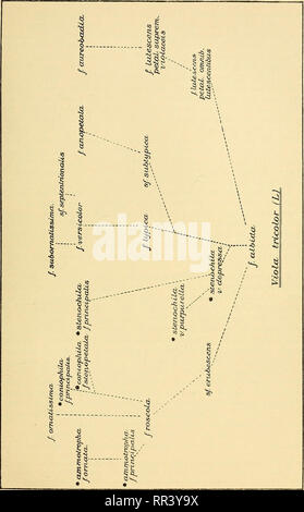 . Acta horti bergiani: Meddelanden från Kongl. Svenska Vetenskaps-Akademiens Bergielund Trädgård. Botanik. . Bitte beachten Sie, dass diese Bilder sind von der gescannten Seite Bilder, die digital für die Lesbarkeit verbessert haben mögen - Färbung und Aussehen dieser Abbildungen können nicht perfekt dem Original ähneln. extrahiert. Bergianska stiftelsen; Kungl. Svenska vetenskapsakademien. Bergielund Trädgård. Stockholm: Bergianska Stiftelsen Stockfoto