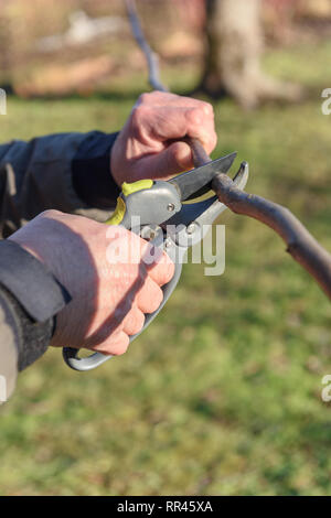 Gartenarbeit im Frühling. Garten Gartenschere im Menschen Hände Stockfoto