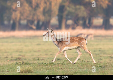 Damwild, Dama Dama, weiblich, die auf dem Gras an Eremitagesletten in Dyrehave, Dänemark. Oktober, Herbstfarben im Wald Hintergrund. Stockfoto