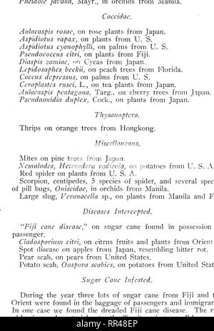 . Bericht des Vorstands der Kommissare für Land- und Forstwirtschaft der Gebiet von Hawaii für den Zeitraum ... Die Landwirtschaft, die Wälder und die Forstwirtschaft; Insekten. . Bitte beachten Sie, dass diese Bilder sind von der gescannten Seite Bilder, die digital für die Lesbarkeit verbessert haben mögen - Färbung und Aussehen dieser Abbildungen können nicht perfekt dem Original ähneln. extrahiert. Hawaii. Board der Kommissare für Land- und Forstwirtschaft. Honolulu Stockfoto