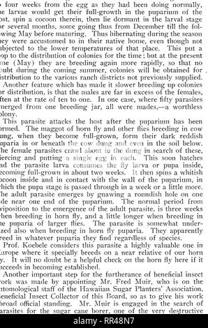 . Bericht des Vorstands der Kommissare für Land- und Forstwirtschaft der Gebiet von Hawaii für den Zeitraum ... Die Landwirtschaft, die Wälder und die Forstwirtschaft; Insekten. . Bitte beachten Sie, dass diese Bilder sind von der gescannten Seite Bilder, die digital für die Lesbarkeit verbessert haben mögen - Färbung und Aussehen dieser Abbildungen können nicht perfekt dem Original ähneln. extrahiert. Hawaii. Board der Kommissare für Land- und Forstwirtschaft. Honolulu Stockfoto