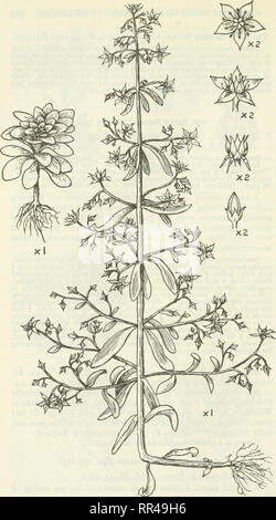 . Ein Konto der Gattung Sedum wie in Anbau gefunden. Sedum; Crassulaceae. Abb. 171.-S. Cepaea Linn.. Bitte beachten Sie, dass diese Bilder sind von der gescannten Seite Bilder, die digital für die Lesbarkeit verbessert haben mögen - Färbung und Aussehen dieser Abbildungen können nicht perfekt dem Original ähneln. extrahiert. Praeger, R. Lloyd (Robert Lloyd), 1865-1953. Lehre [Ger. ] J. Cramer; New York, Stechert-Hafner Service Agentur Stockfoto