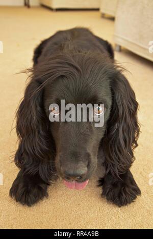 Englisch Cocker Spaniel verspielten Portrait. Surrey, Großbritannien. Stockfoto